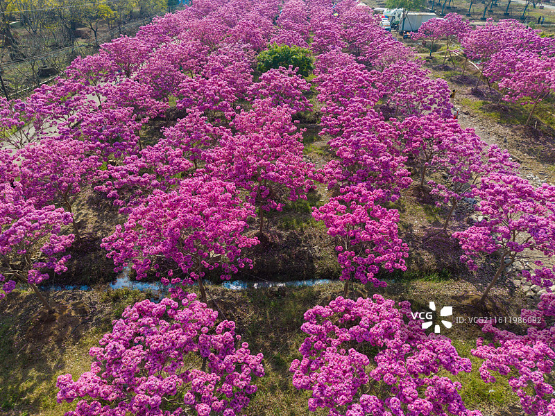 广州市南沙区，粉色风铃花图片素材