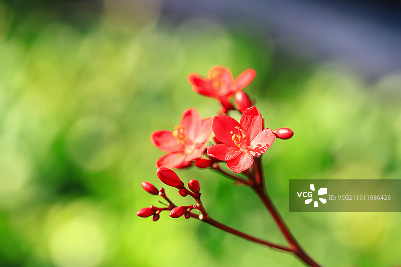 琴叶珊瑚图片素材