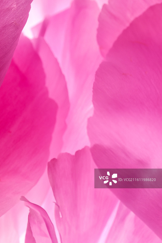 粉色花瓣图片素材