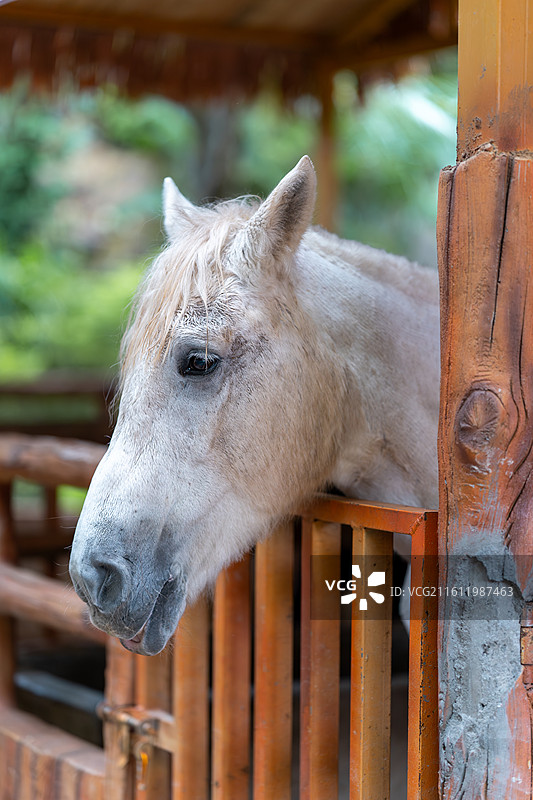 圈养的马图片素材