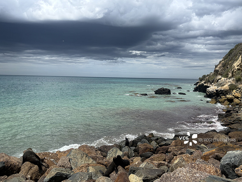 奥马鲁海滩海狮图片素材