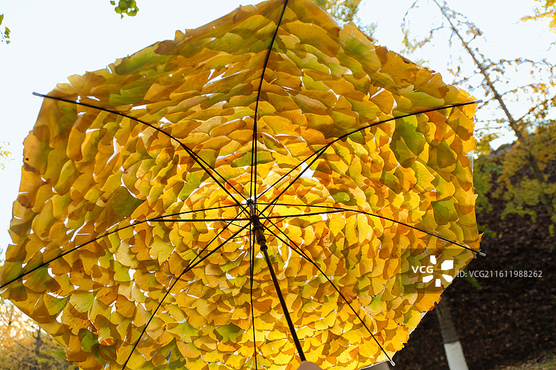 秋天公园银杏叶伞创意图片素材