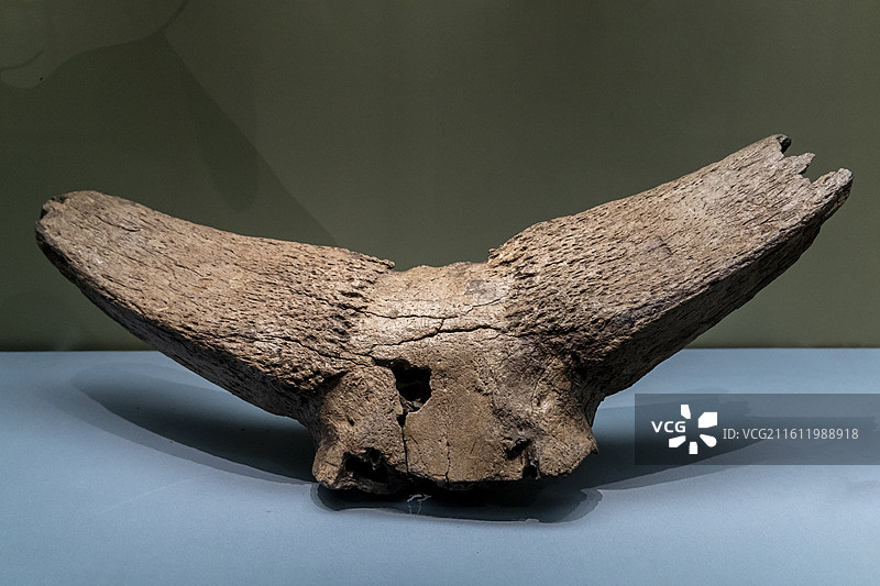 天津自然博物馆：王氏水牛（标本：部分顶骨及两角；黑龙江青冈产；更新世晚期）图片素材