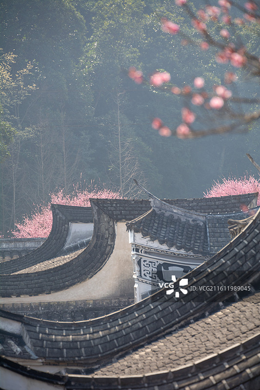 梅花与古建筑  福建福州林阳寺风光图片素材