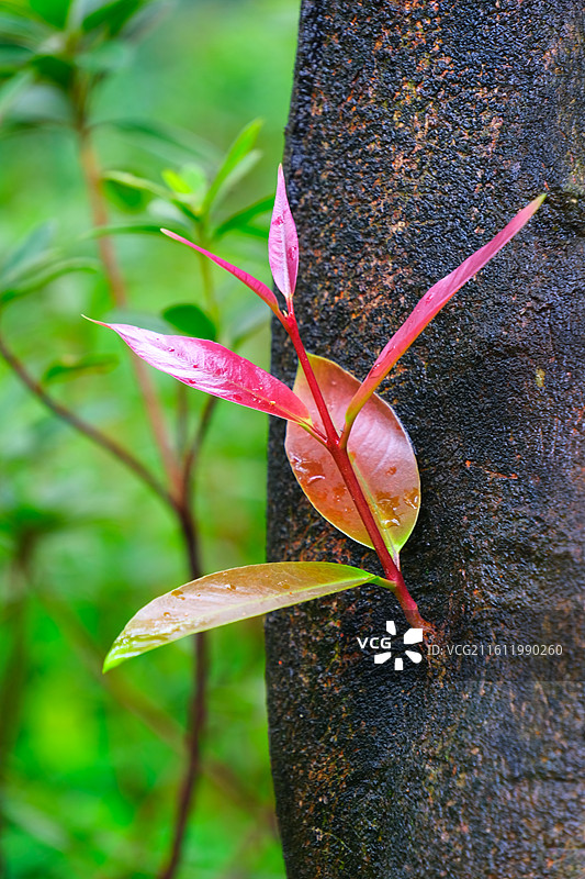 树木长的红色的嫩芽图片素材