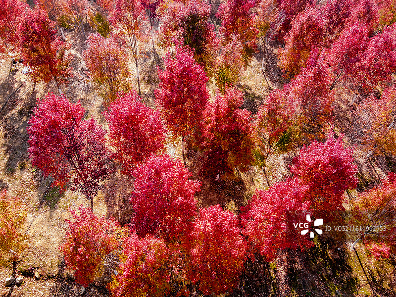 航拍文华学院秋日红枫林 红色枫叶树林美景 校园秋景打卡地风光图图片素材