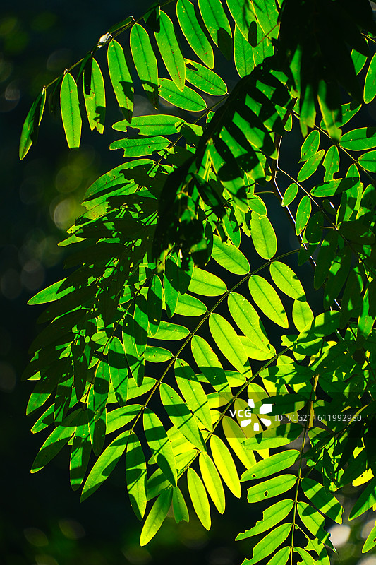 绿色树叶阳光散景抽象夏季背景图片素材