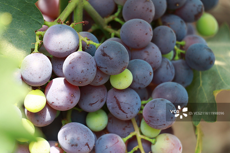 葡萄树图片素材