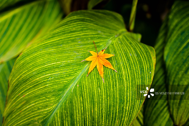 红绿对比的芭蕉叶与枫叶图片素材
