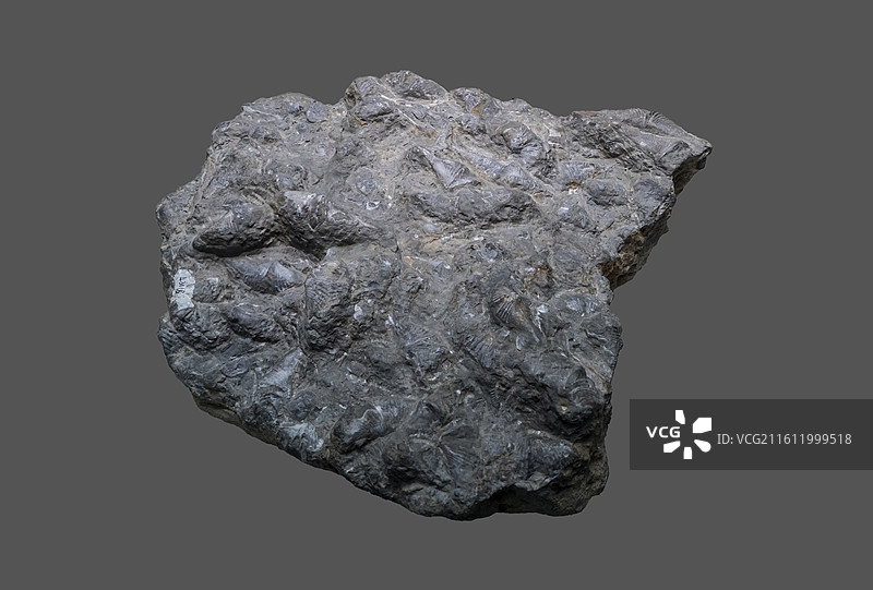 天津自然博物馆：弓石燕（晚泥盆世，湖南祁阳石燕山产）图片素材