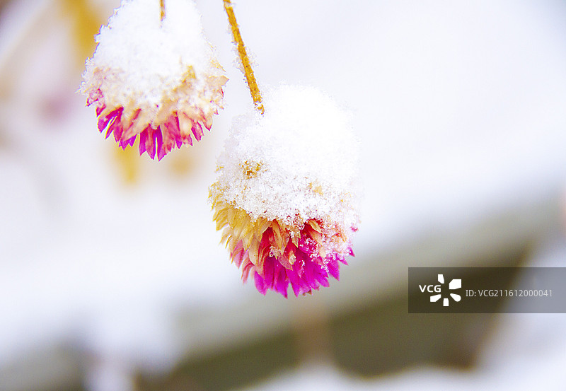 雪润千日红图片素材