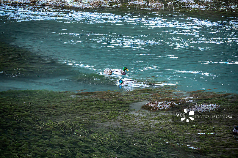 2025年12月14日四川九寨沟图片素材