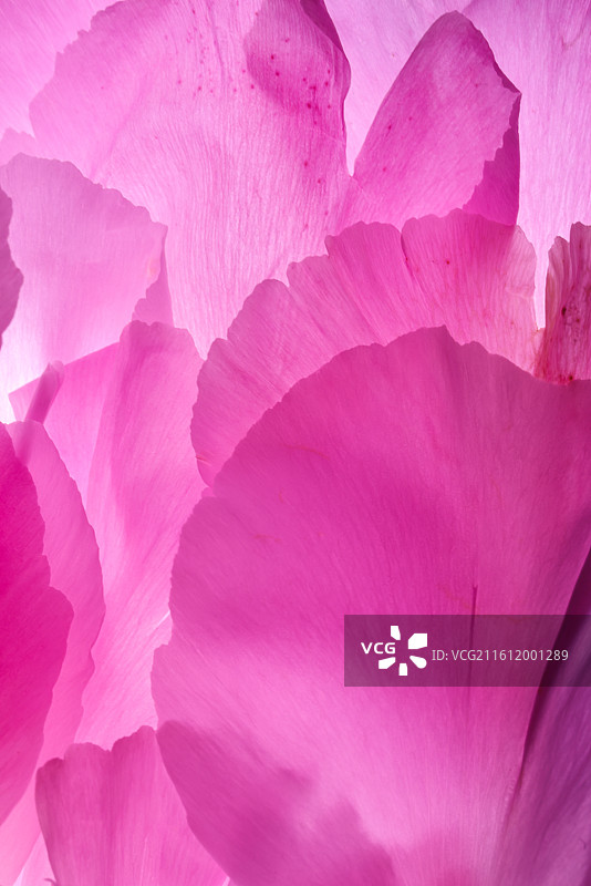 粉色花瓣图片素材