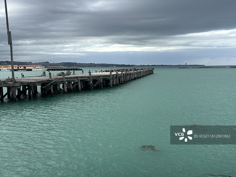 奥马鲁海滩海狮图片素材