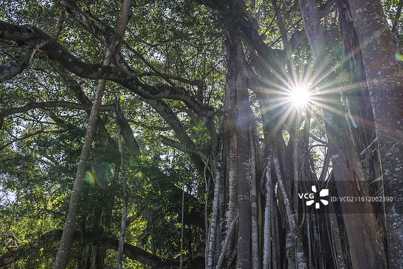 云南德宏热带雨林植物图片素材