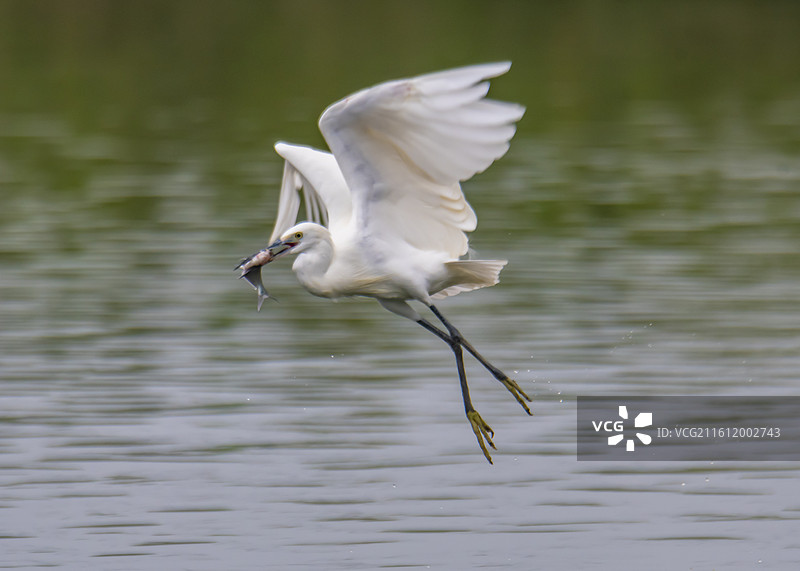 勤劳的白鹭图片素材