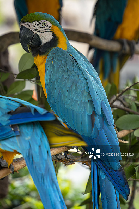 金刚鹦鹉特写图片素材