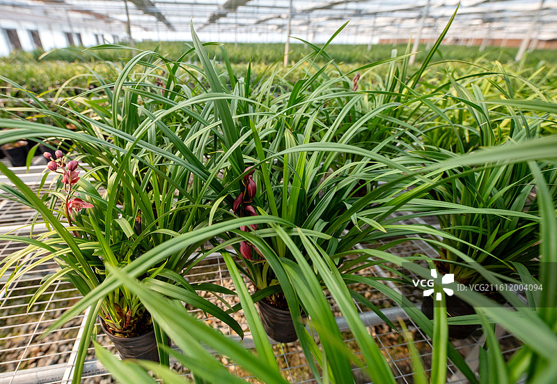 江西抚州金溪县大棚兰花种植基地，一排排翠绿的兰花，特色种植。图片素材