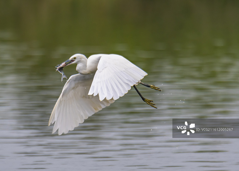 白鹭抓的鱼图片素材