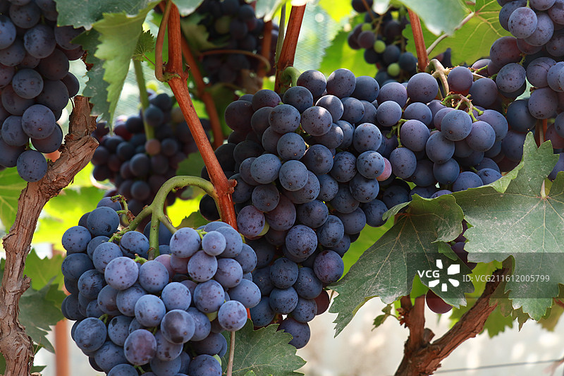 葡萄树图片素材