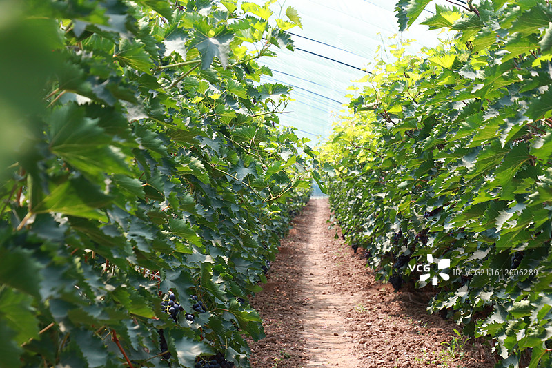 葡萄树图片素材
