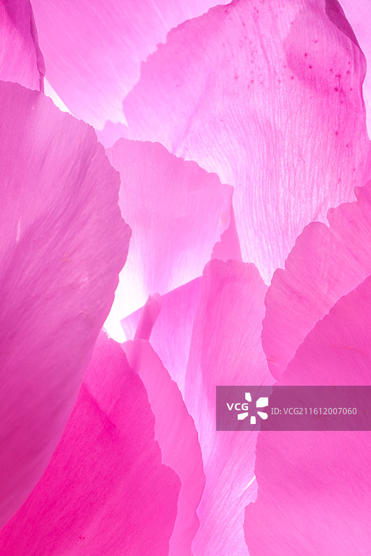 粉色花瓣图片素材