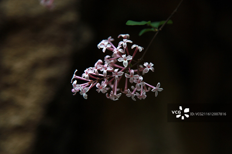 山间小花图片素材