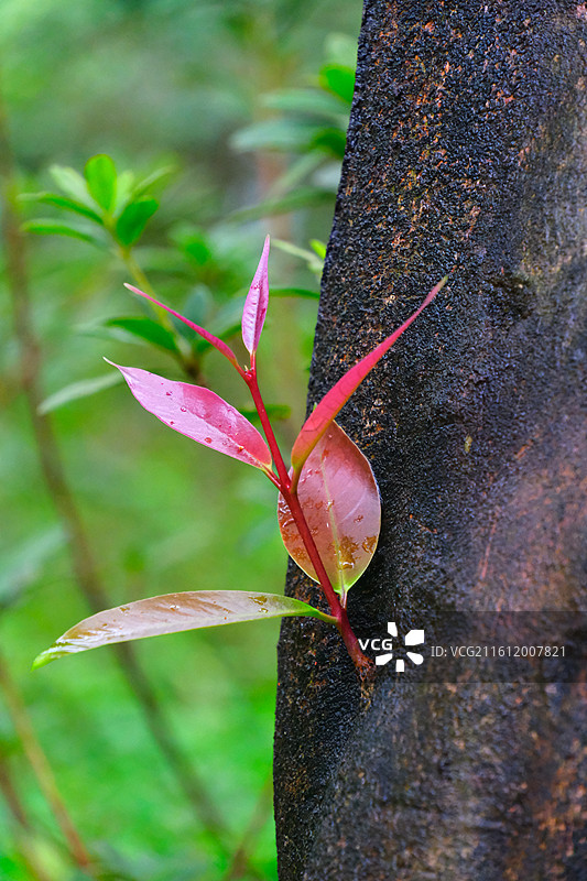 树木长的红色的嫩芽图片素材