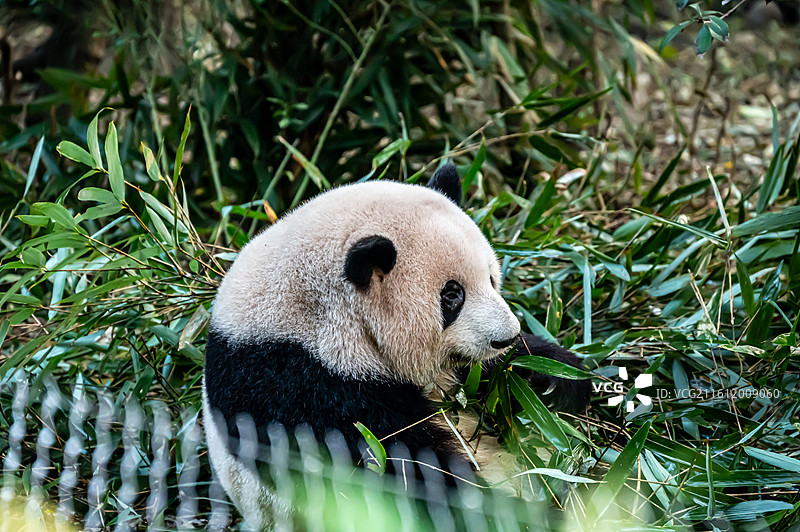 成都大熊猫繁育研究基地图片素材