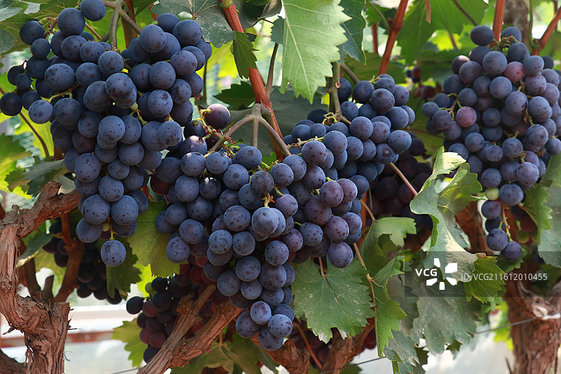 葡萄树图片素材