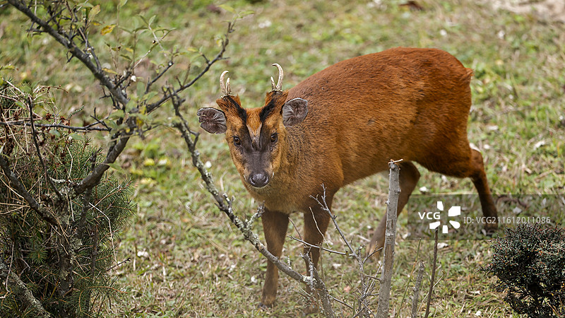 金丝野牦牛图片素材