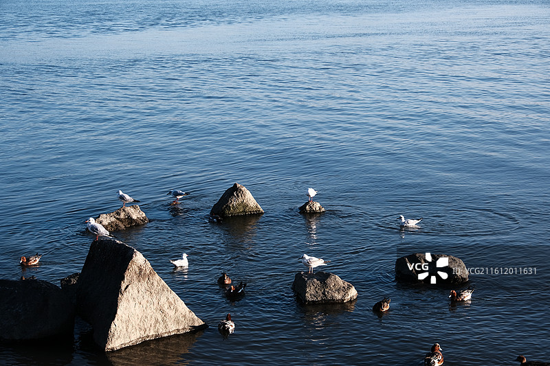 深圳湾公园海鸟图片素材