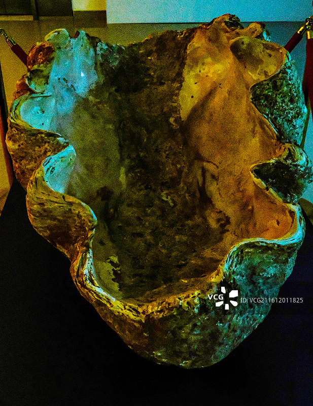 三亚市山海贝文化博物馆藏品，砗磲标本图片素材