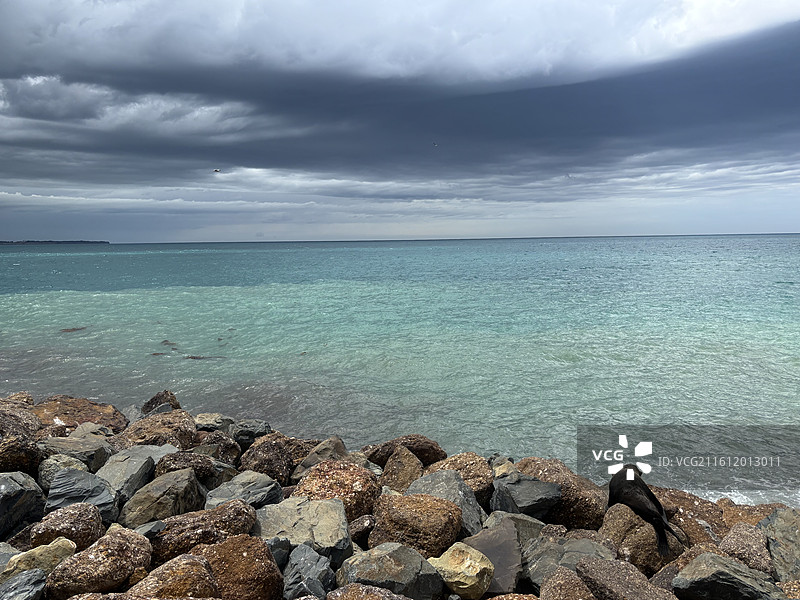 奥马鲁海滩海狮图片素材