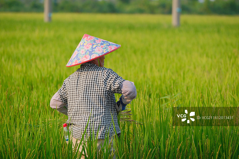 稻田、稻田收割图片素材