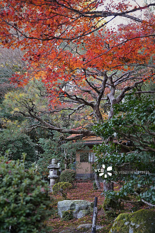 日本滋贺旧竹林院，秋天的日式庭院图片素材