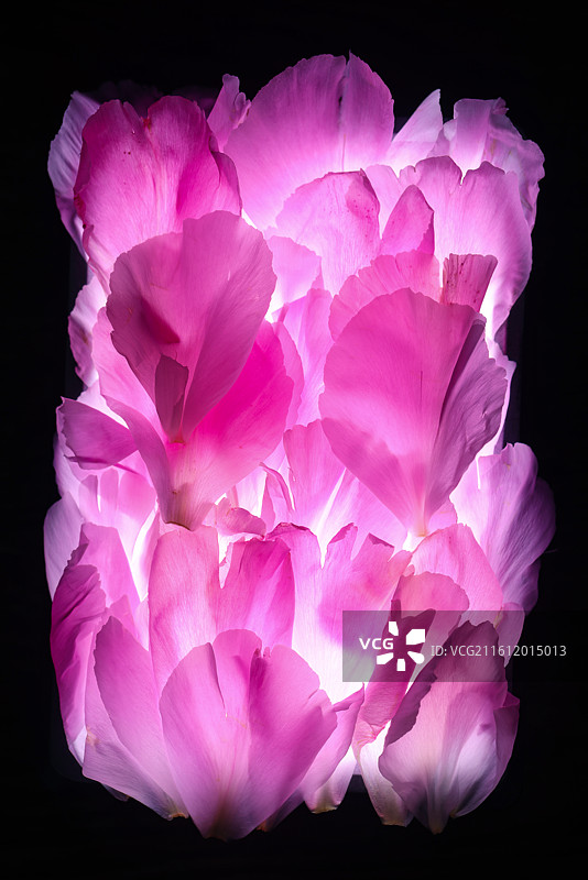 粉色花瓣图片素材