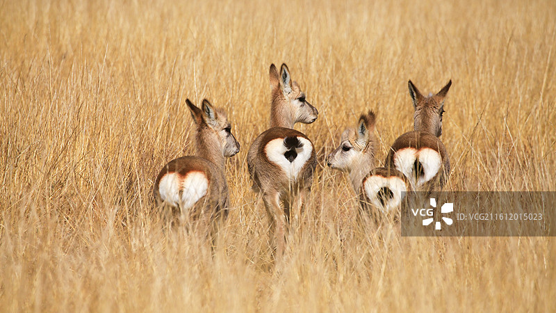 在草地上的高角度视图图片素材