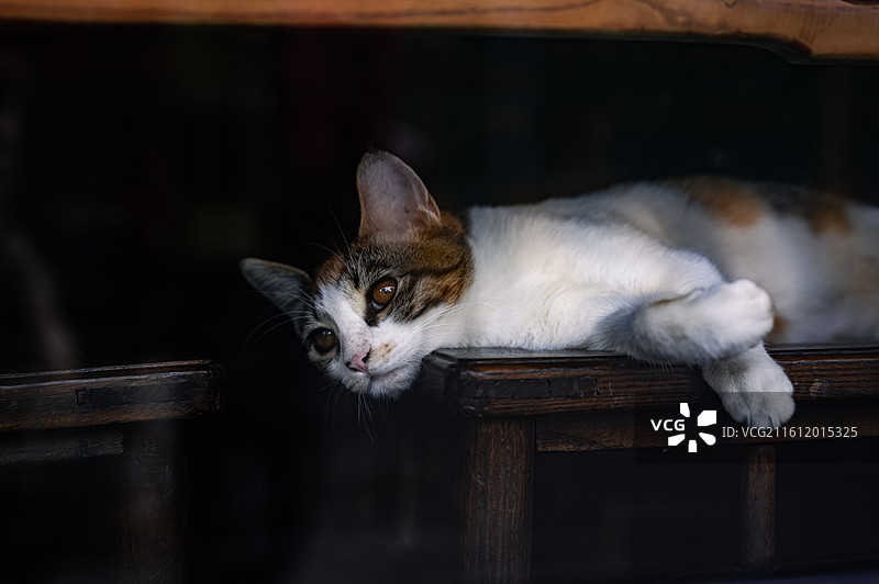 狸花猫躺在木质椅子上的特写镜头图片素材