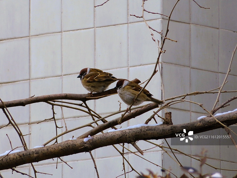 北京的冬天 雪后树枝上的两只胖麻雀 小麻雀图片素材