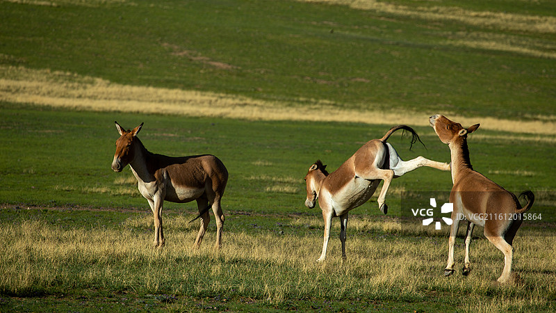 金丝野牦牛图片素材