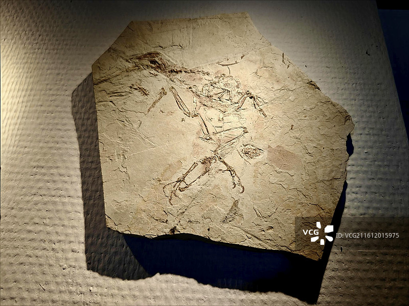 华夏鸟 早白垩世 辽宁义县 中国地质博物馆藏图片素材