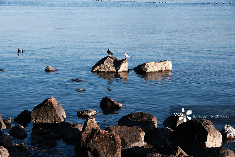 深圳湾公园海鸟图片素材