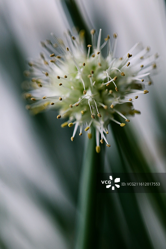 葱花图片素材