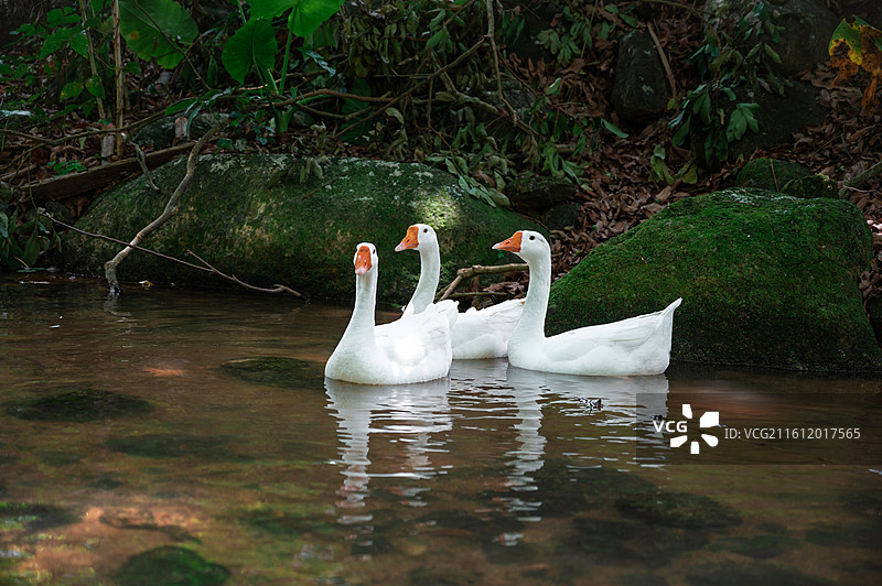 在小溪中游泳的鸭子图片素材
