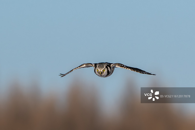 猛鸮图片素材