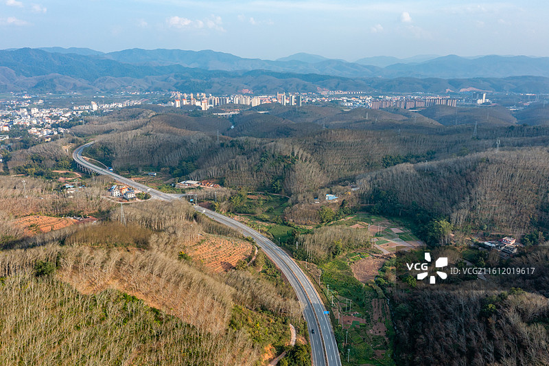 云南省西双版纳州勐腊县橡胶林图片素材