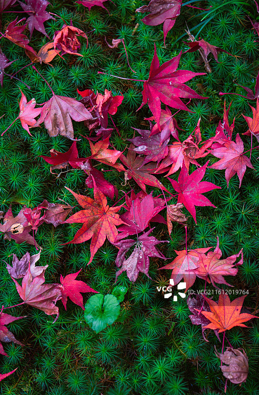 日本红叶季，京都岚山区域，极少开放，满园红叶的厌离庵。图片素材