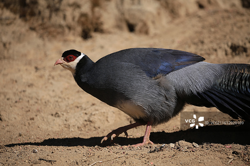金丝野牦牛图片素材