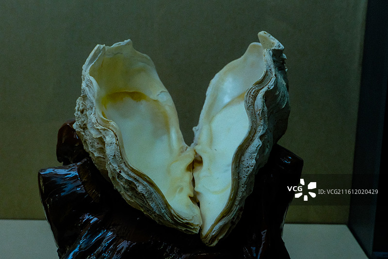 三亚市山海贝文化博物馆藏品，砗磲标本图片素材